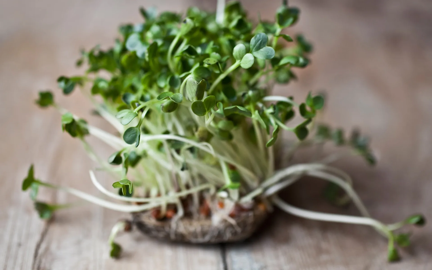 Food fotografie